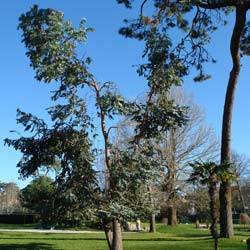 Eucalyptus Tree, Cider Gum